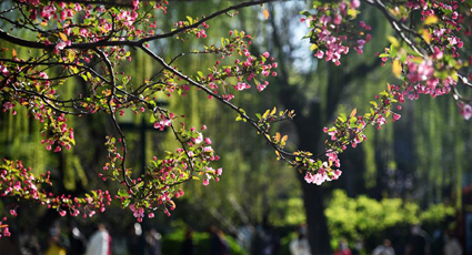 花の五竜潭公園、春の雰囲気に　山東省済南市