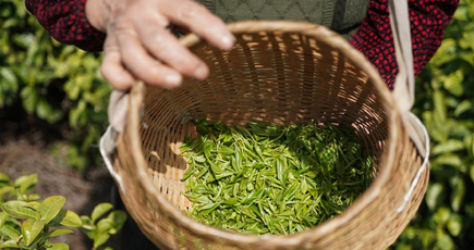 製茶企業が操業再開、春の茶摘み始まる　江蘇省南京市