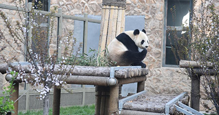 済南動物園、一般開放を再開　山東省