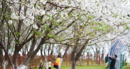 贛江のほとりで桜が見頃に　江西省南昌市