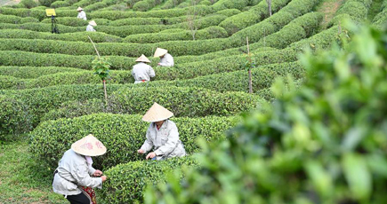 茶摘みの季節到来　福建省福州市