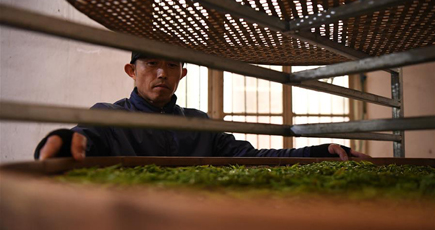春本番　新茶の製造に追われる茶職人　湖南省湘西