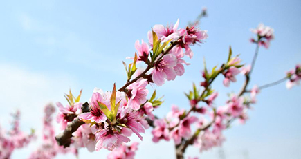 桃の花が満開に　山東省済南市