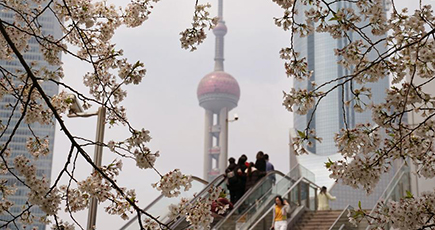 陸家嘴で桜の花が見頃に　上海市