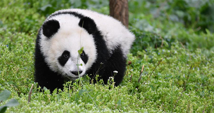 パンダの赤ちゃん、すくすく成長　陝西省