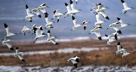 塩湖湿地に北へ帰る渡り鳥飛来　山西省運城市