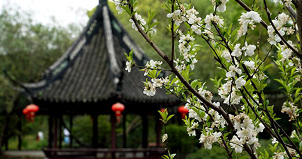古典園林で春を満喫　上海市