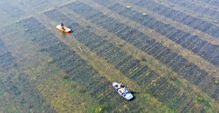 水稲・ザリガニ共生の「エコ農業」で増収を後押し　安徽省