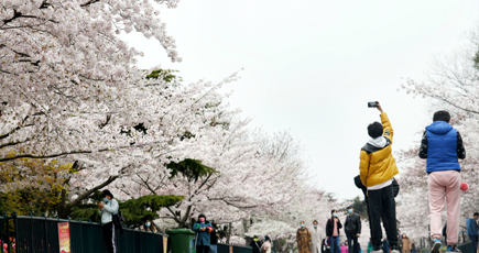 桜の名所、中山公園で桜が満開　山東省青島市