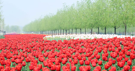 まるで花の絨毯！天津市の「裏庭」に咲き誇るチューリップ