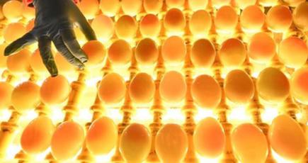 アヒルの卵で農家の増収を後押し　中国江蘇省