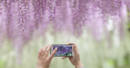 嘉定紫藤園の藤の花が満開に　上海市