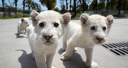 ホワイトライオンの三つ子、南通森林野生動物園でお披露目