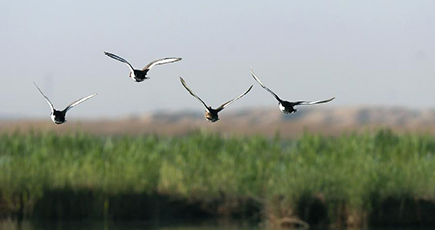 渡り鳥の繁殖地、沙湖風景区　寧夏回族自治区