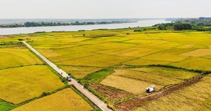 早稲の収穫始まる　海南省海口市