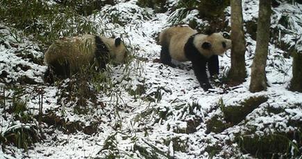 赤外線カメラ、野生親子パンダの仮のすみかを発見　陝西省
