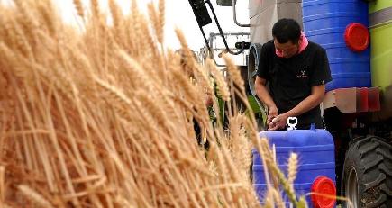 出稼ぎ農民「麦客」、小麦の収穫で活躍　河南省周口市