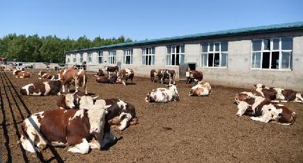 肉牛養殖で増収を後押し　内モンゴル自治区ジャラントン市