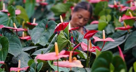 花卉産業が農村振興を後押し　江蘇省泗陽県