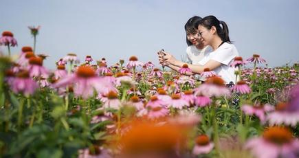 中薬材の栽培で「美しい経済」を形成　河北省内丘県