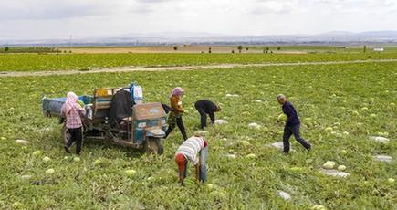 地元特産のスイカ「硒砂瓜」、収穫期迎える　寧夏回族自治区