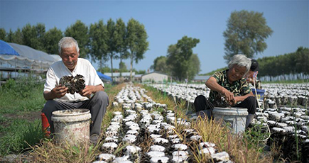 熟年夫婦がキクラゲ栽培で貧困脱却　黒竜江省克東県