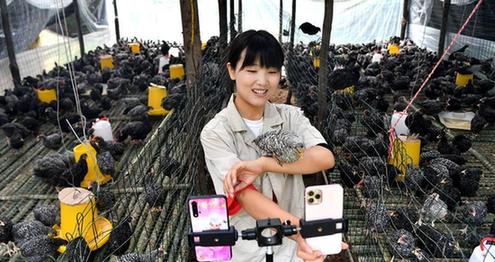 陝西省の農産物オンライン売上高、ライブ配信で急伸