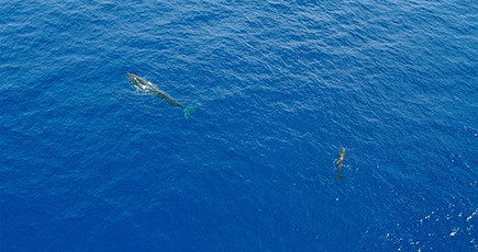 中国の研究者、南中国海でマッコウクジラの群れを２回続けて発見
