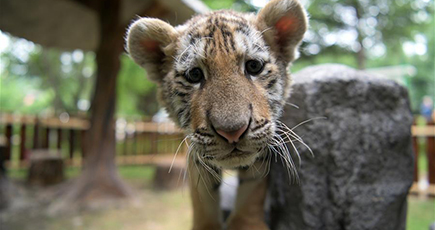 アムールトラを間近に見る　黒竜江省海林市