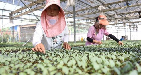 「産業化」育苗で農業の高効率化を促進　河北省邢台市