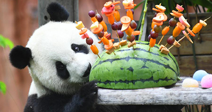 パンダの「初心」と「牧雲」、４歳の誕生日を祝う　吉林省長春市