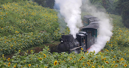 ヒマワリ畑を走り抜ける蒸気機関車　四川省楽山市