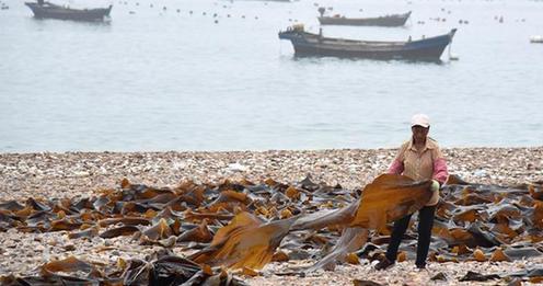 特徴的な海洋経済が漁民を裕福に　山東省南隍城島