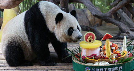 ジャイアントパンダの暑さ対策　広州長隆野生動物世界