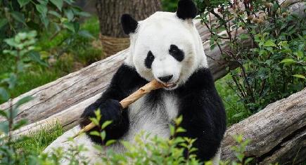 高原生活を満喫するジャイアントパンダ　青海省西寧市