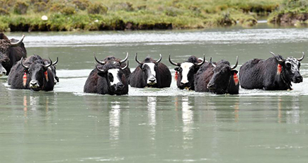 水浴びをするヤク　チベット自治区