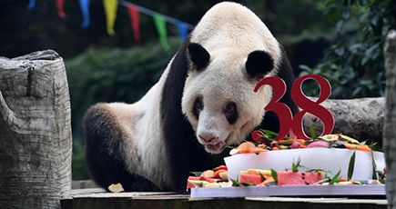 世界最高齢のパンダ、３８歳の誕生日　重慶市