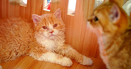 第２３回アジアペットフェア開幕　上海市