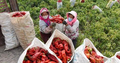 新疆に真っ赤な実り　トウガラシの収穫期到来