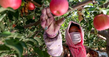 リンゴの収穫本格化、甘い香り漂う　寧夏回族自治区