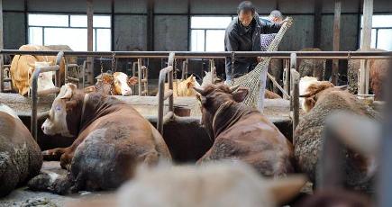 肉牛産業で農家の貧困脱却と増収を後押し　黒竜江省賓県