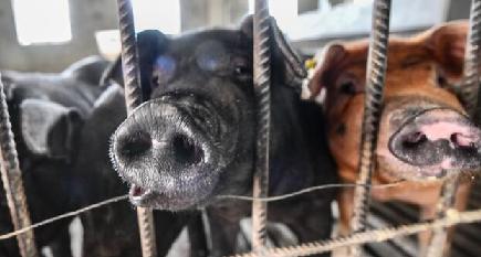 特産豚が貧困世帯の増収を後押し　チベット自治区チャムド市