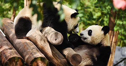 秦嶺で暮らすパンダ、行き届いた世話でのんびり　陝西省