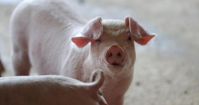 生体豚生産回復の加速を図る　遼寧省開原市