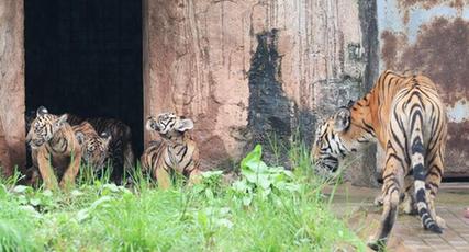 華南トラの子ども、長沙市の動物園にお目見え　湖南省