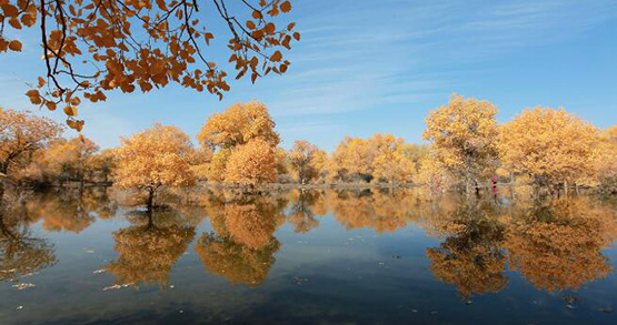 秋真っ只中、コトカケヤナギ林が見頃迎える　甘粛省酒泉市