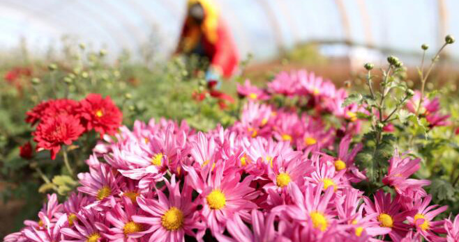 彩り豊かな花の産地　遼寧省鞍山市