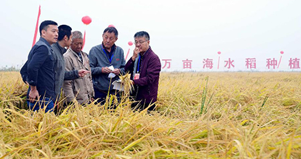 山東省濰坊市、海水稲１ムー当たりの収穫量が５００キロ以上に