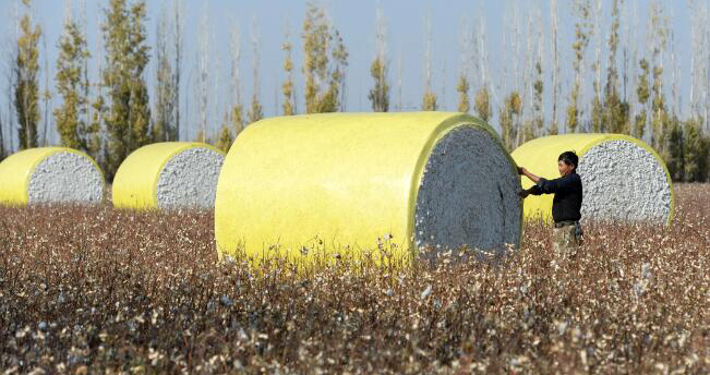 新疆ウイグル自治区マナス県で綿花の収穫ピーク
