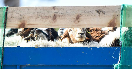 モンゴルが中国に寄贈した羊３万匹の引き渡し始まる